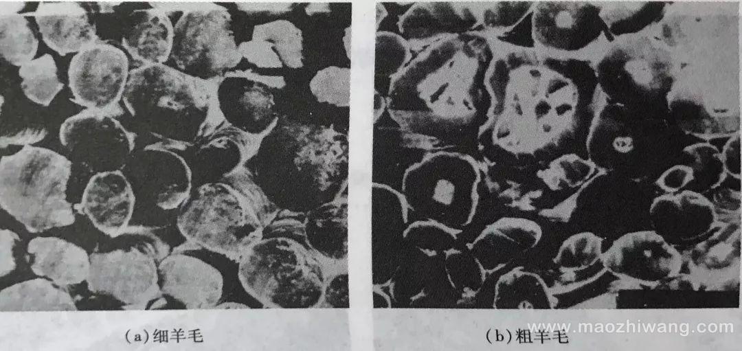 不同种类羊毛的秘密你都知道吗?